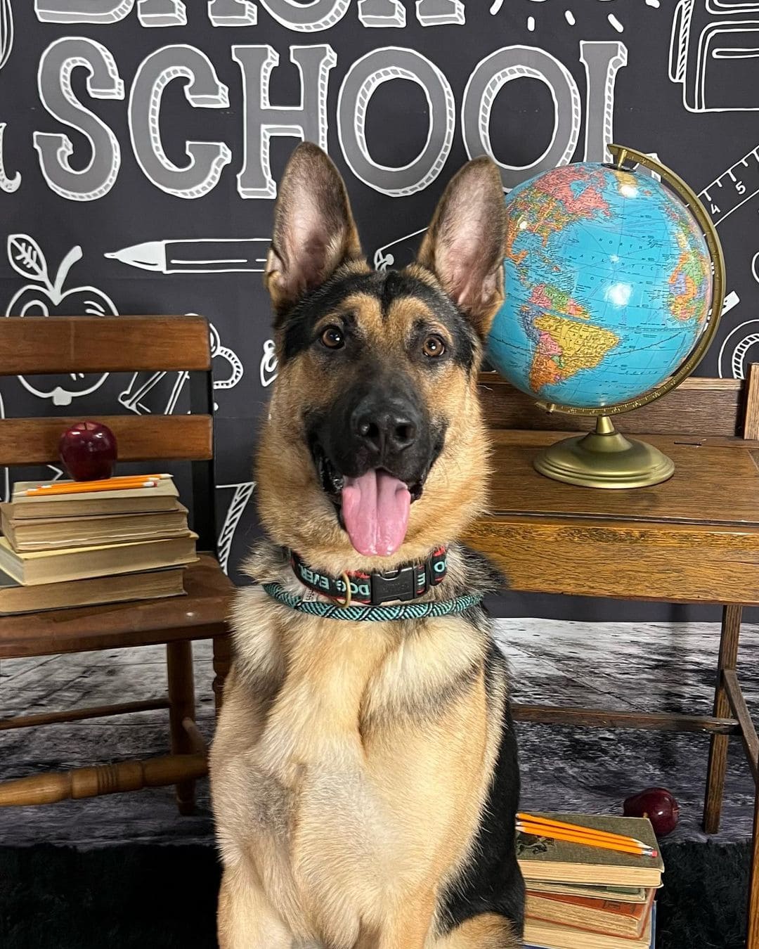 Wagging Tails Pet Resort and Spaw german shepheard photo