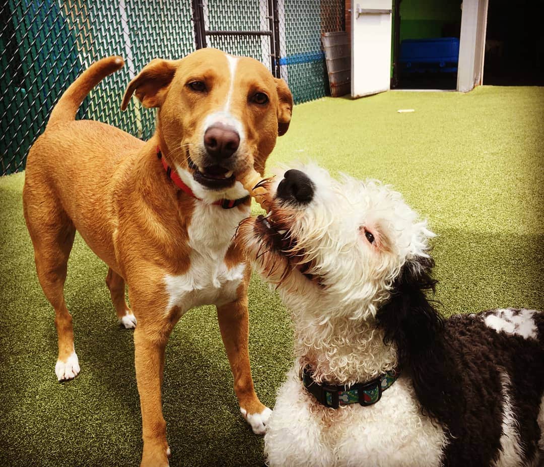 Wags Doggie Day Camp Dogs playing indoors