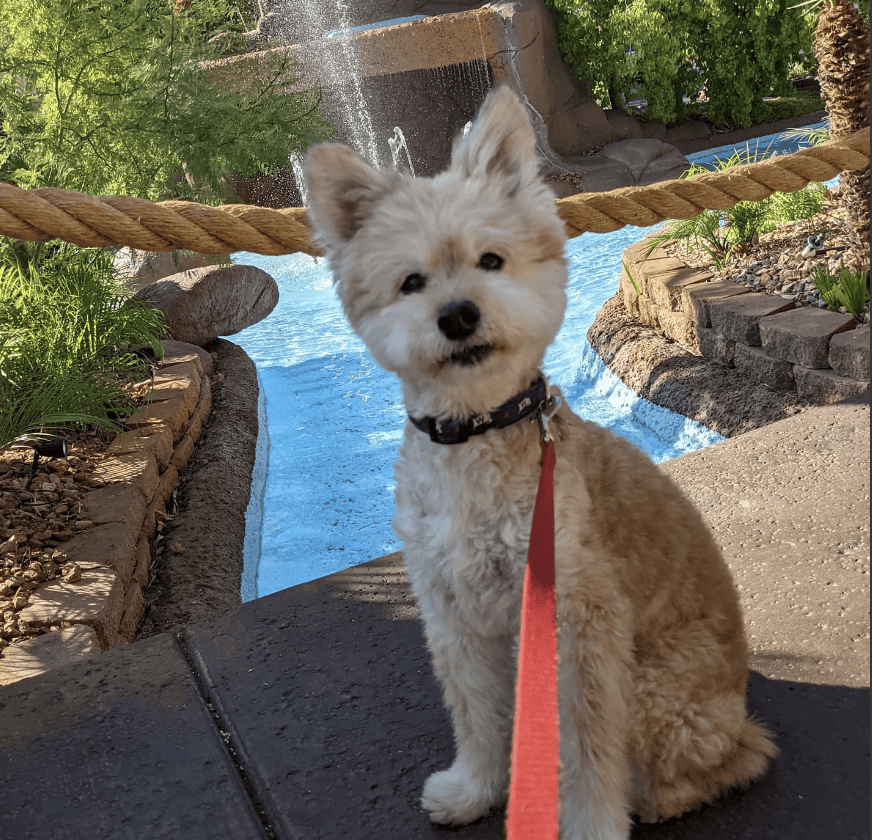 Westgate Flamingo Bay Resort_kiedisthefloof