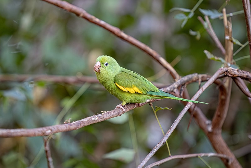 Yellow chevroned Parakeet in branch
