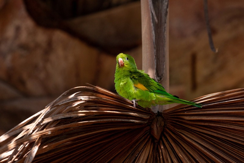 Yellow-chevroned Parakeet in tree