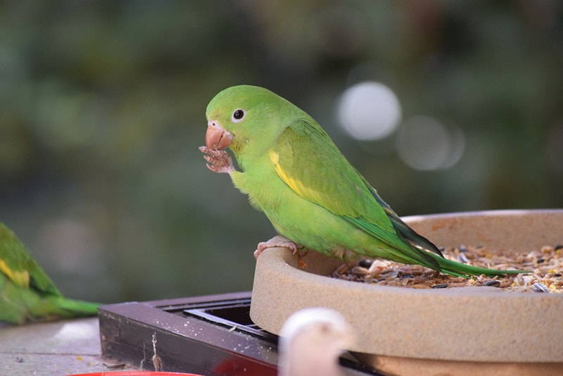 Yellow-chevroned Parakeet