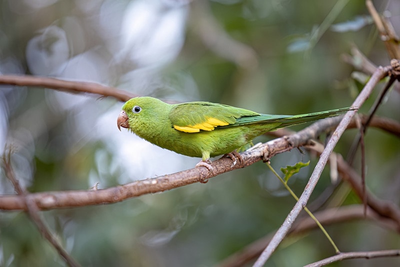 Yellow chevroned Parakeet