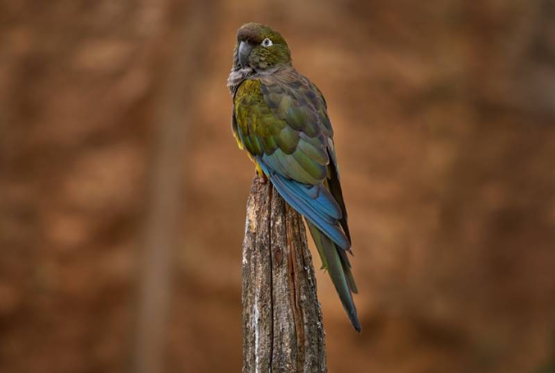 a burrowing parrot perched on a piece of wood