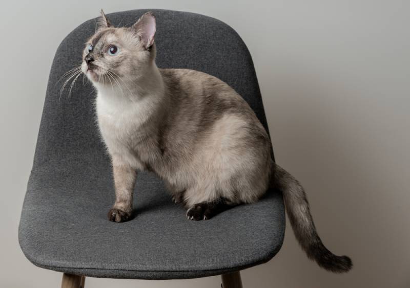 a cute three legged cat on a chair