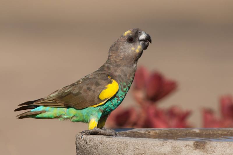 drinking Meyer's Parrot