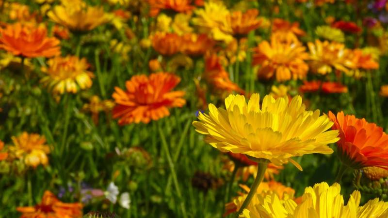 a field of marigold flowers