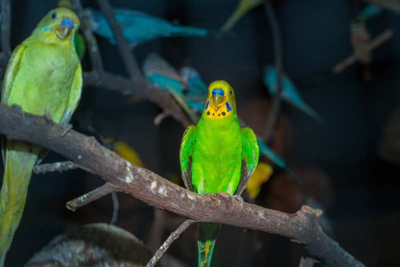 a flock of parakeets at night