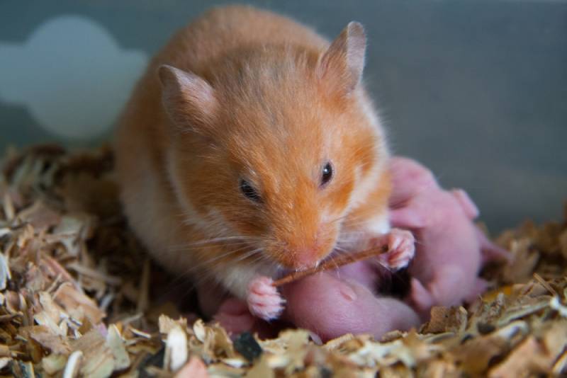 a mother hamster with her newborn babies