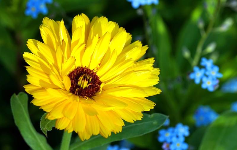 a yellow marigold flower