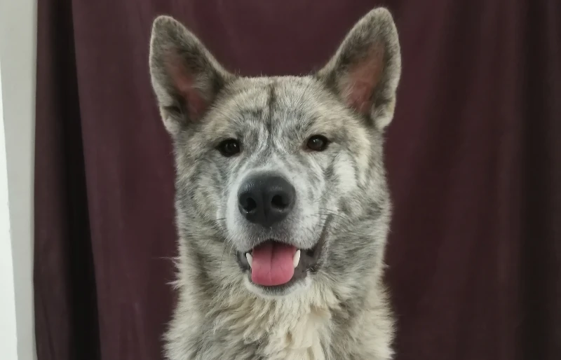 akita inu alaskan malamute mixed breed dog