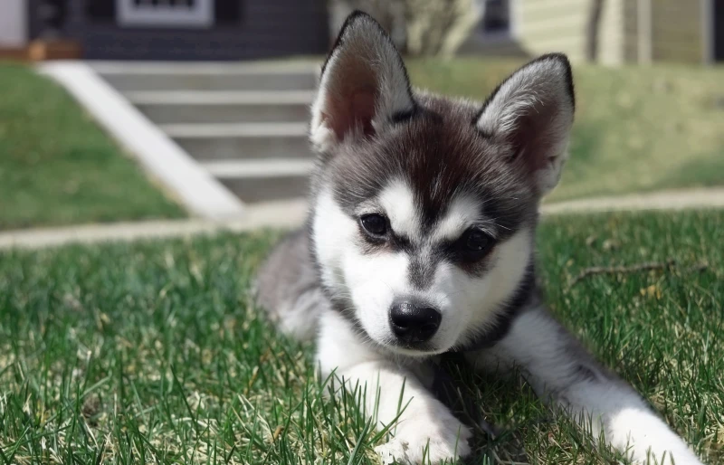 alaskan klee kai puppy dog lying on the grass outdoors