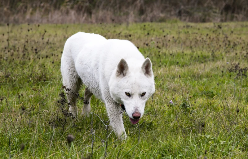 alaskan malamute samoyed mixed breed dog walking in a field