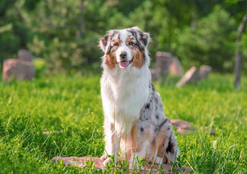 australian shepherd dog sitting on a rock in the park