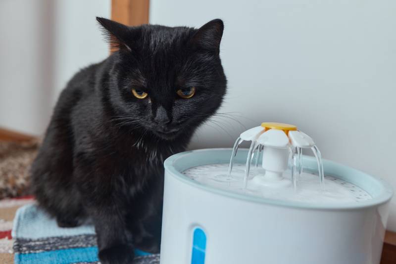 black cat sitting beside the water fountain