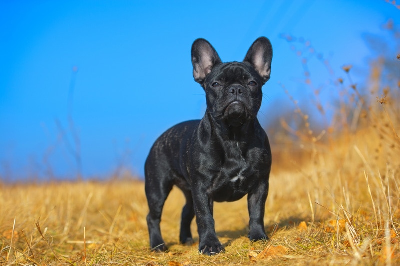 black french bulldog puppy standing outdoor