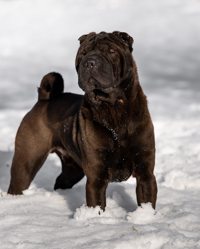 black sable shar pei dog standing in the snow