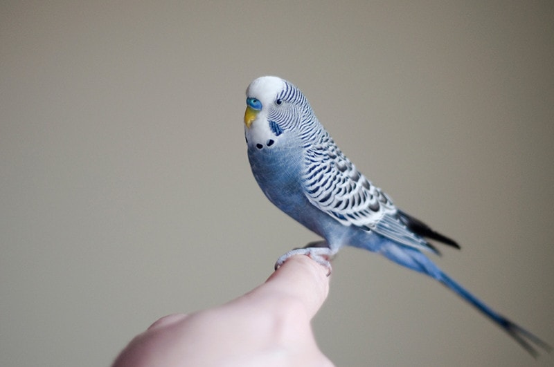 blue budgie mauve parakeet