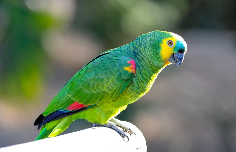 blue fronted amazon (amazona aestiva xanthopteryx) parrot bird