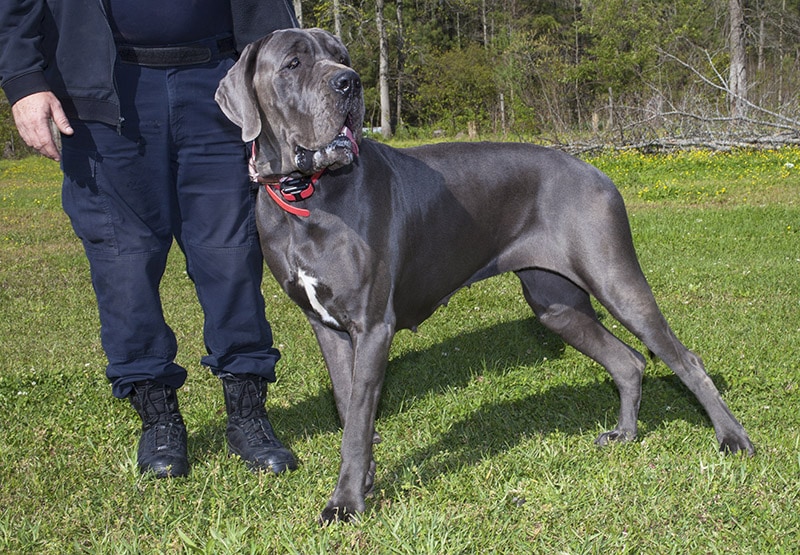 blue great dane dog going for a walk with its owner