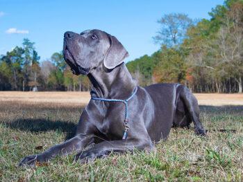 My Dog's Stomach Is Gurgling & They're Eating Grass, Are They Sick? Vet