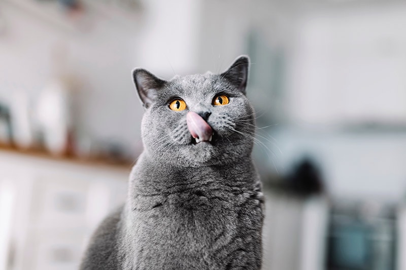 british shorthair cat doing mlem
