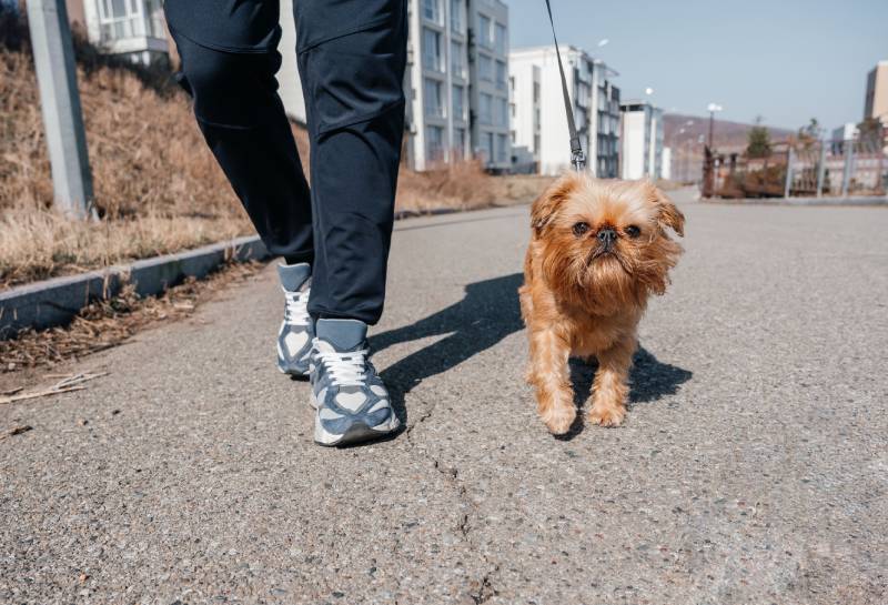 brussels griffon dog walking with its owner outdoors