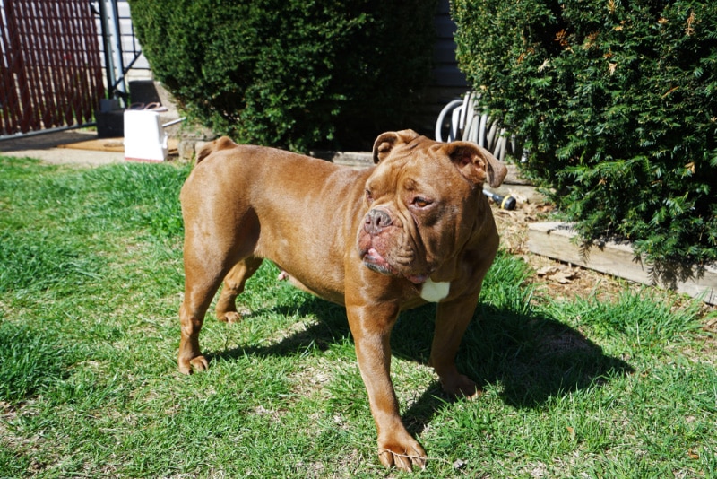 bulldog standing in the garden