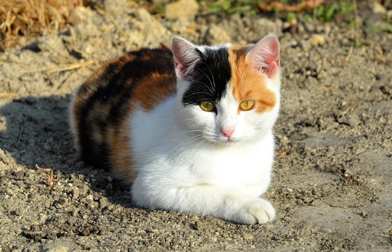 harlequin calico cat lying on the ground outdoors