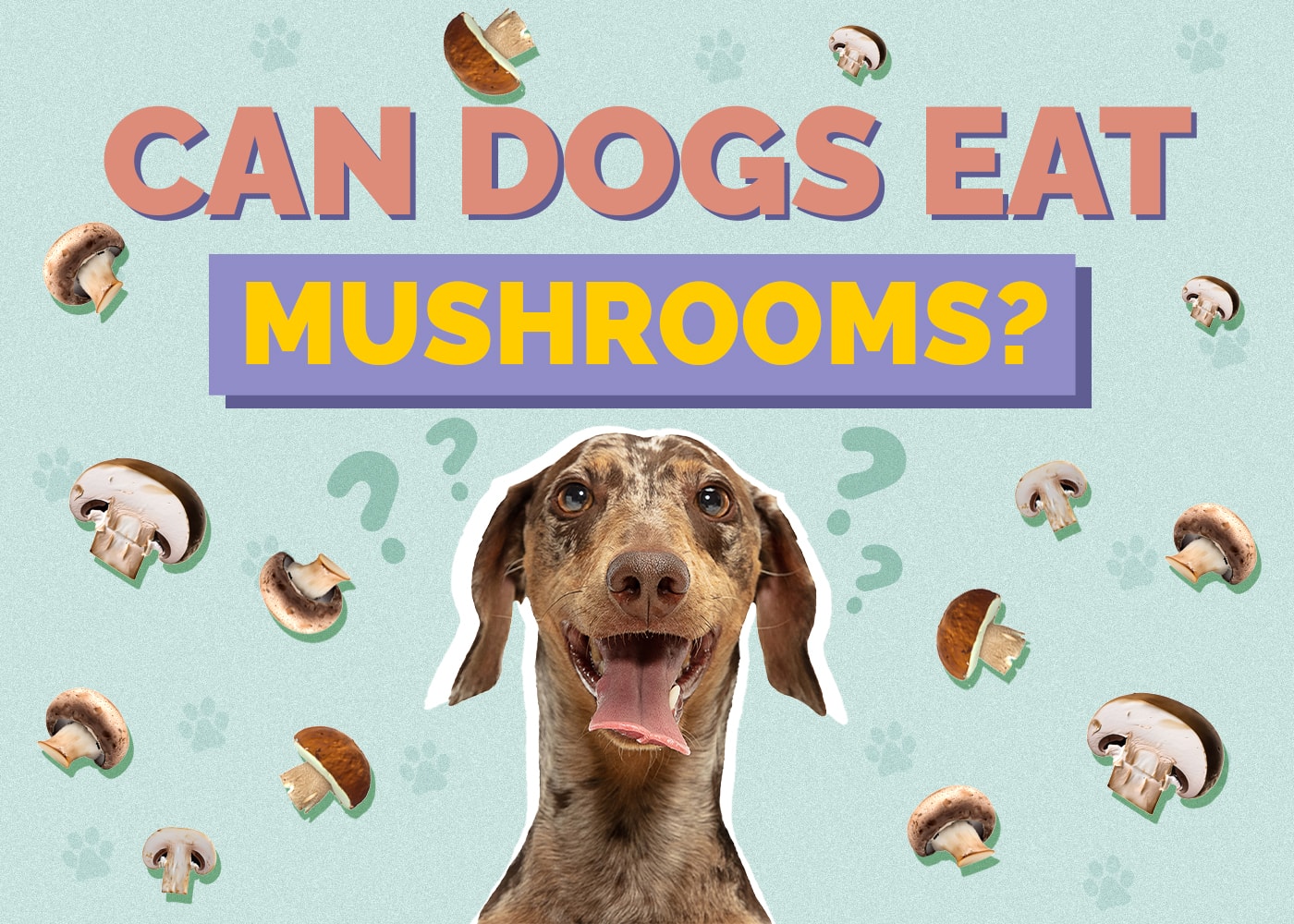 Can Dogs Eat Mushrooms