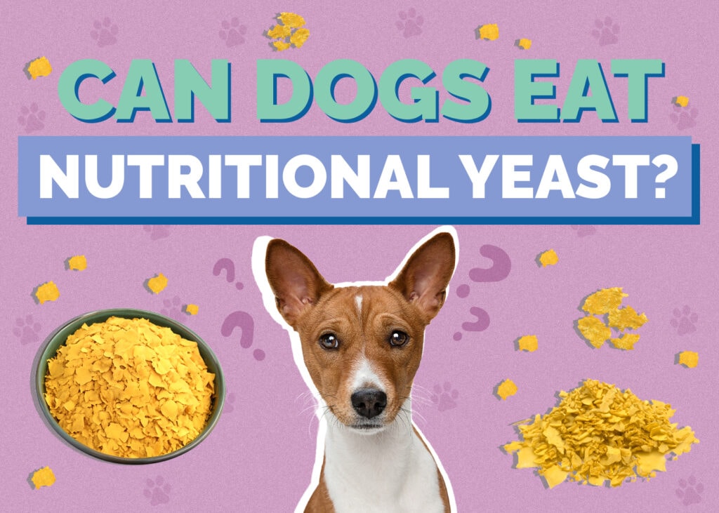 Can Dogs Eat Nutritional Yeast