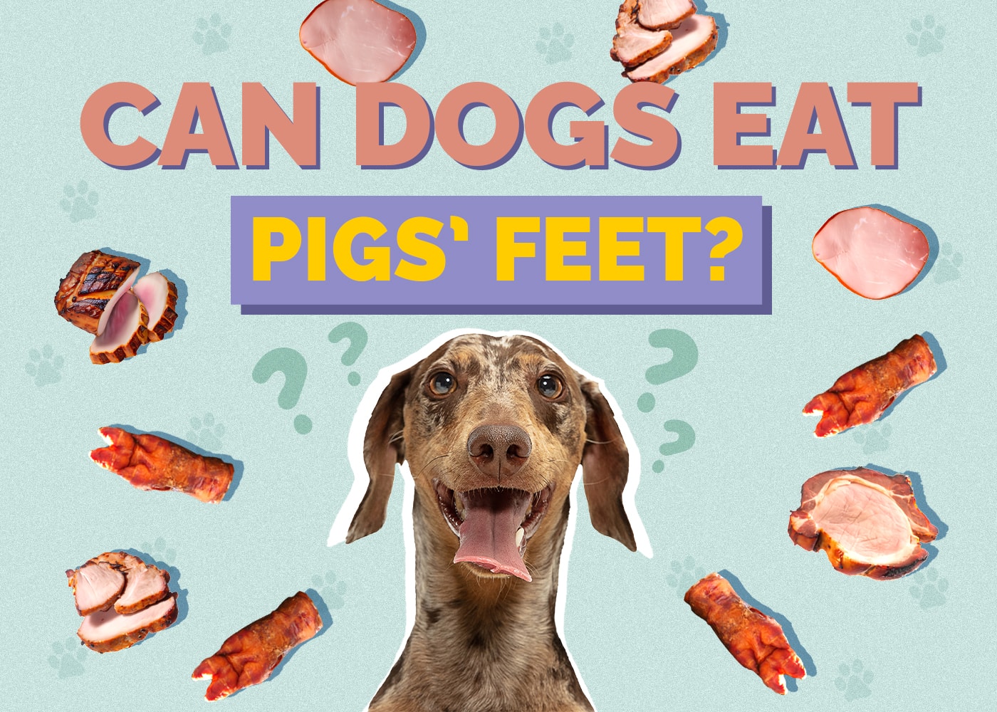 Can Dogs Eat Pigs’ Feet