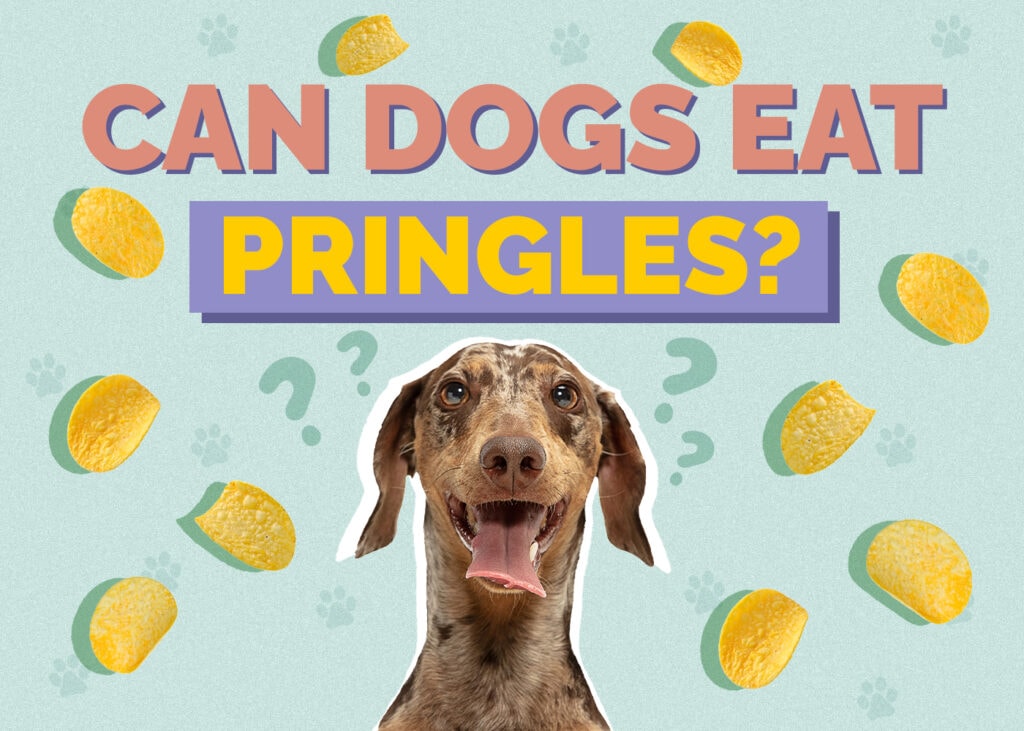 Can Dogs Eat Pringles