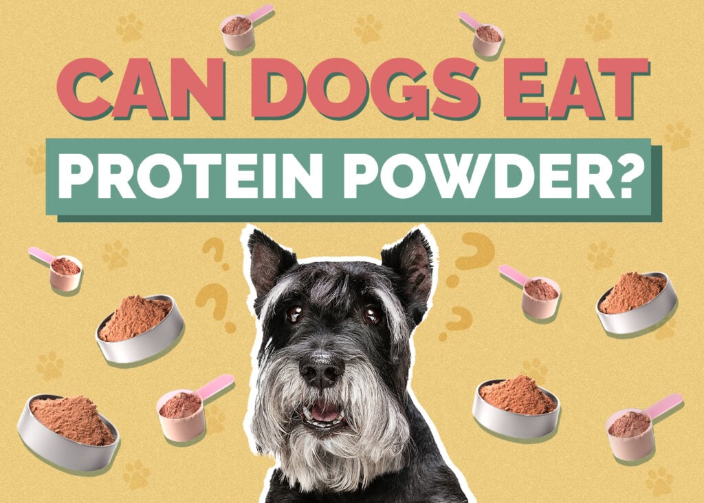 Can Dogs Eat Protein Powder