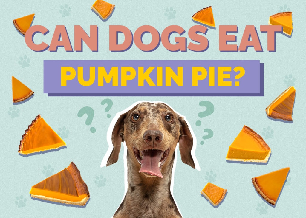 Can Dogs Eat Pumpkin Pie