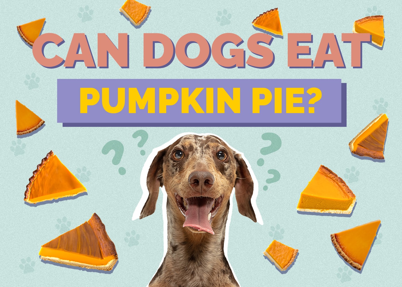 Can Dogs Eat Pumpkin Pie