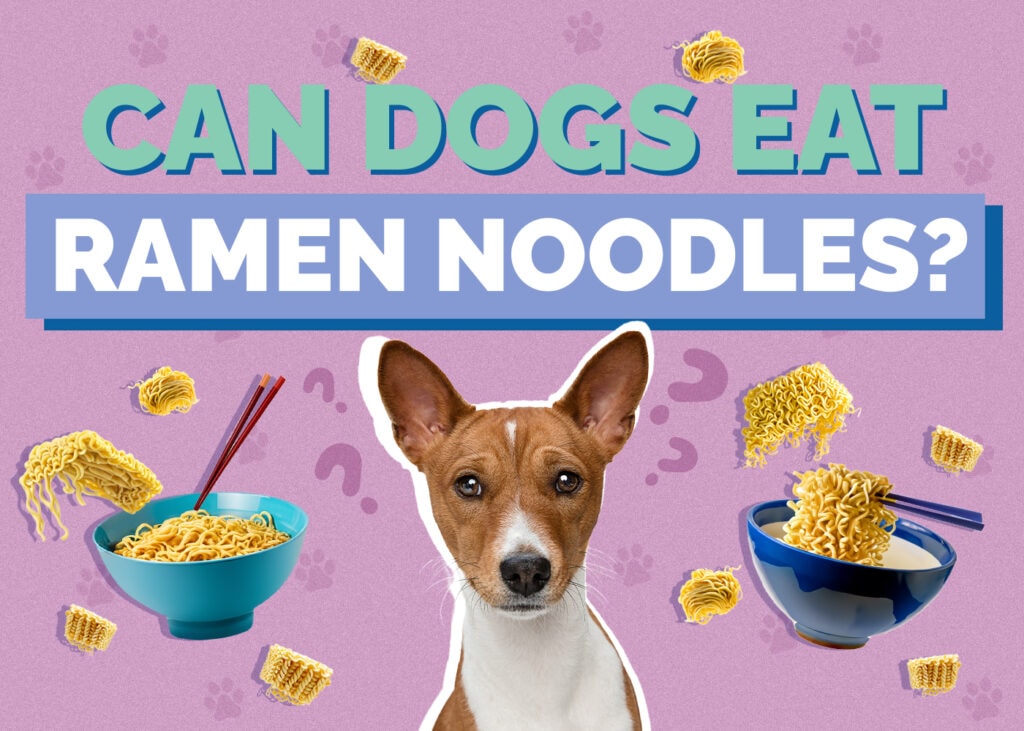 Can Dogs Eat Ramen Noodles