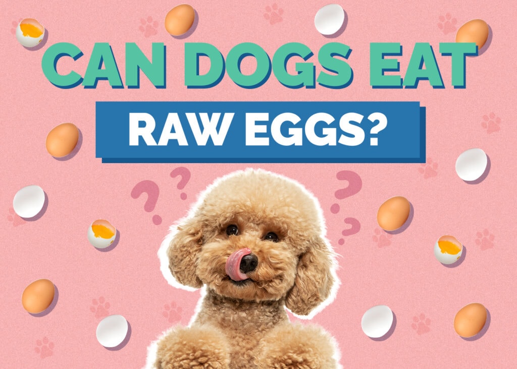 Can Dogs Eat Raw Eggs