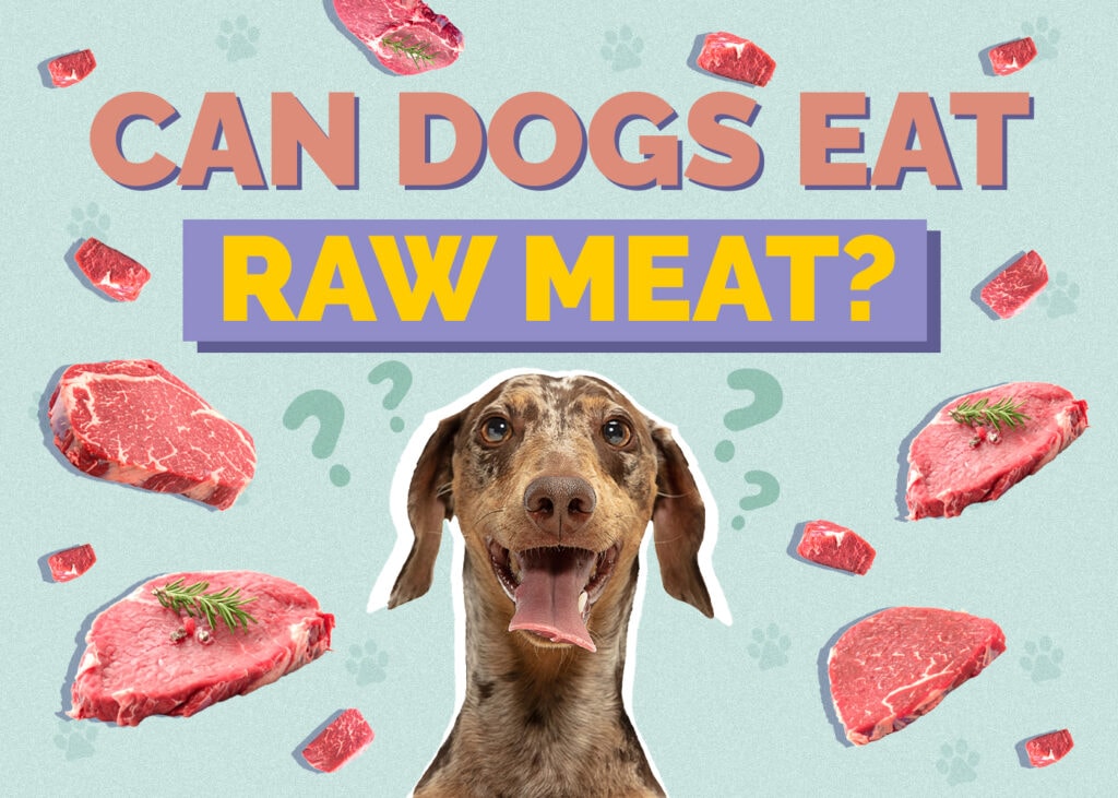 Can Dogs Eat Raw Meat