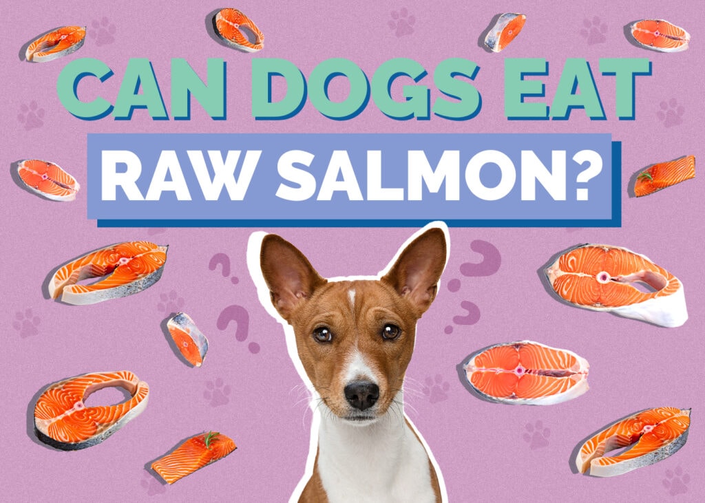 Can Dogs Eat Raw Salmon