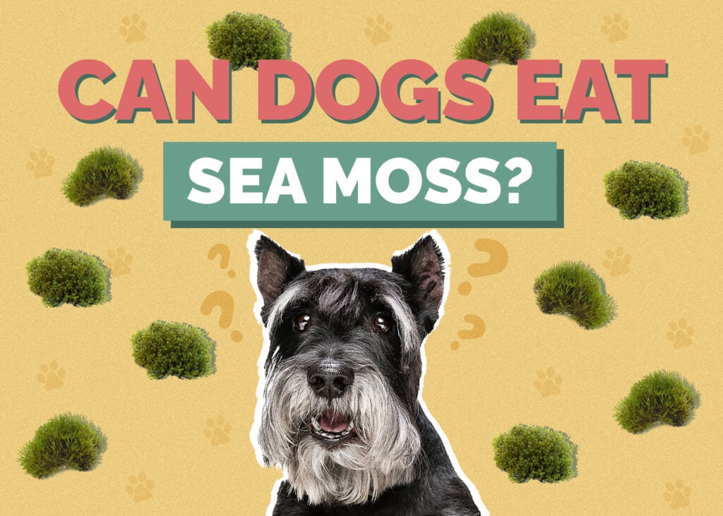 Can Dogs Eat Sea Moss