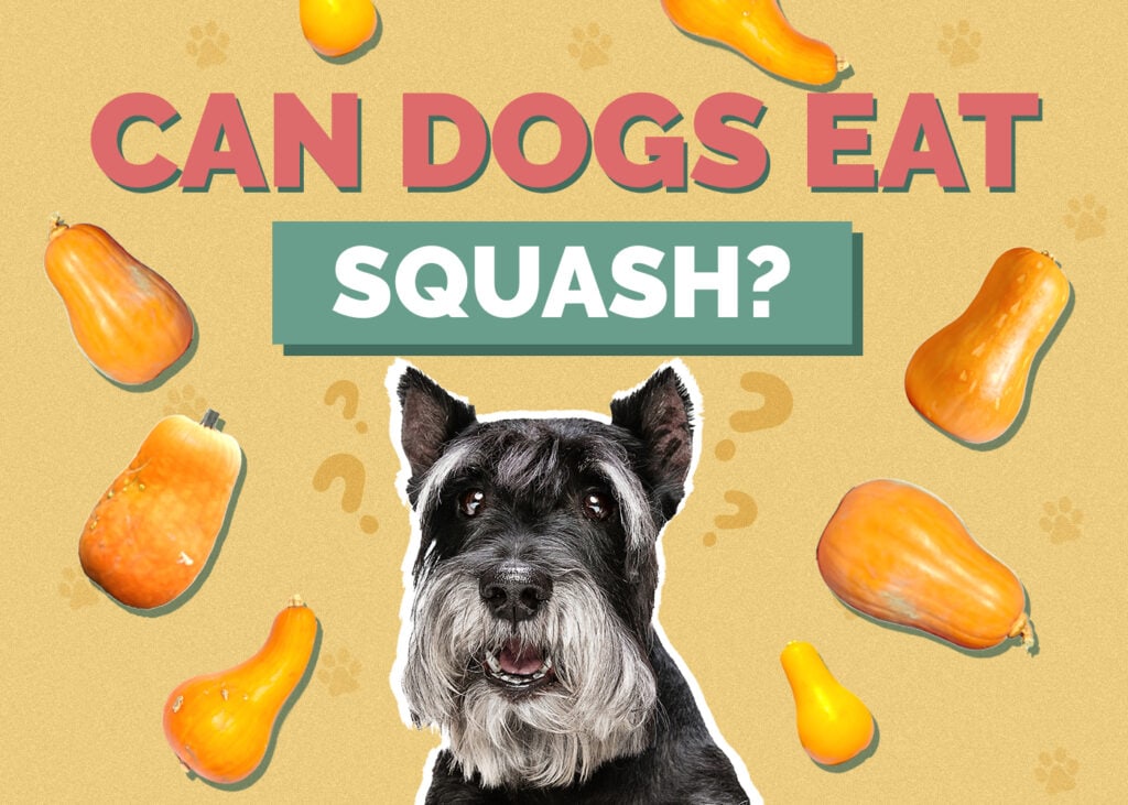 Can Dogs Eat Squash