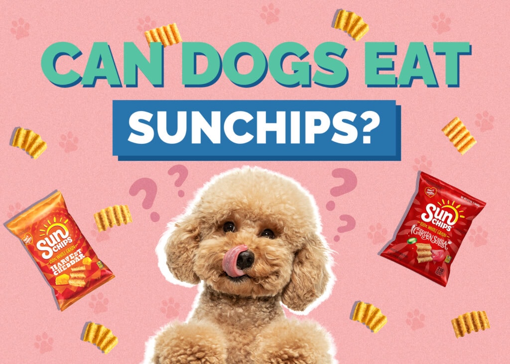 Can Dogs Eat SunChips