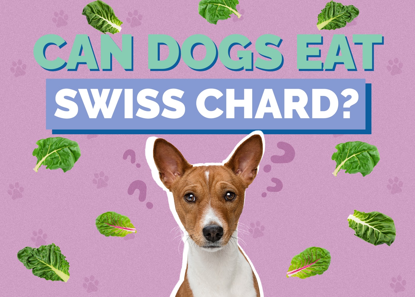 Can Dogs Eat Swiss Chard