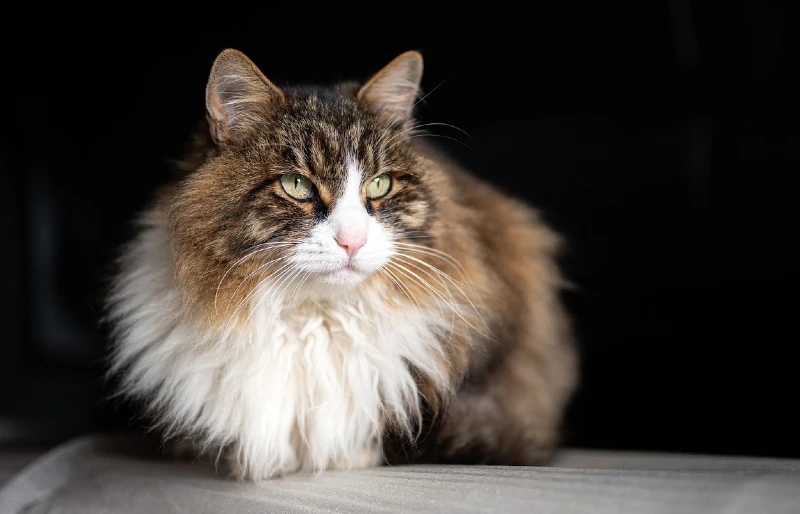cat with sitting with its legs and tail tucked underneath its body