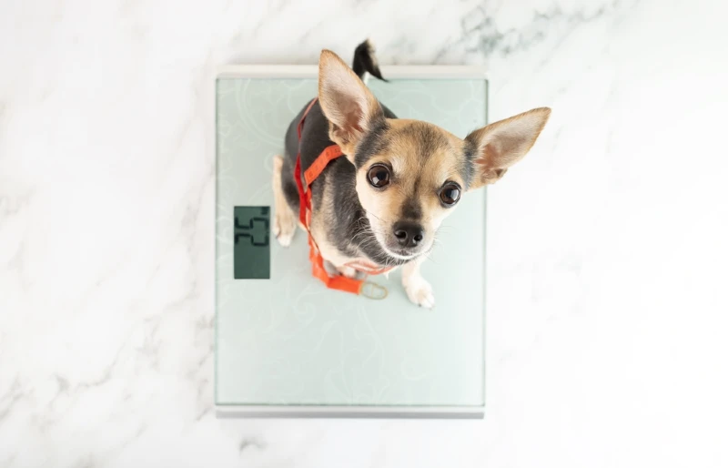 chihuahua dog sitting on a weighing scale on the floor
