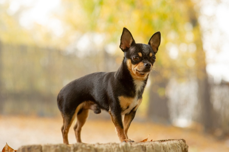 chihuahua dog standing on bench at the park