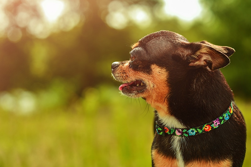 Chihuahua dog with ears back while looking away