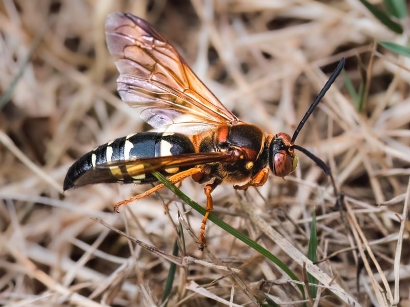 cicada killer wasp perching