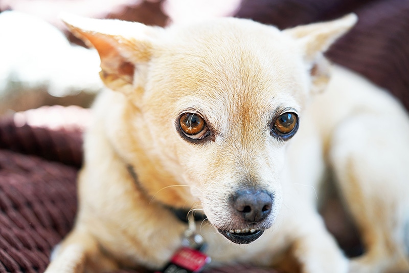 close up chihuahua dog with ears back